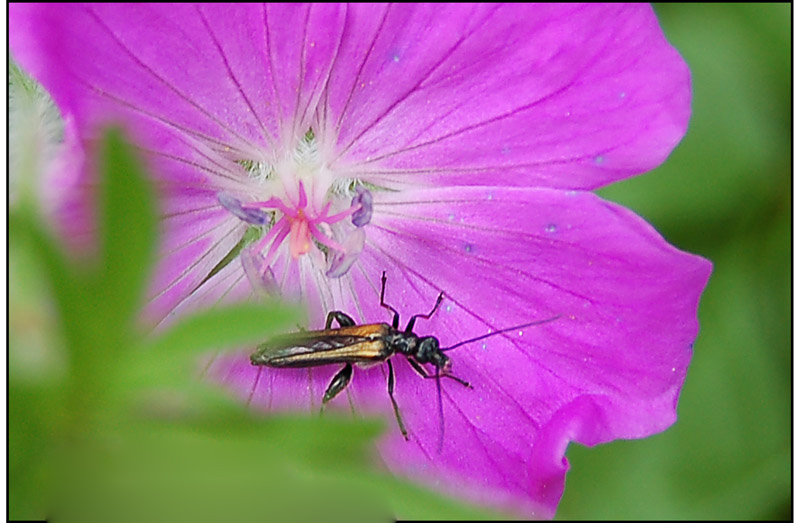 Oedemera femorata?No, O. pthysica